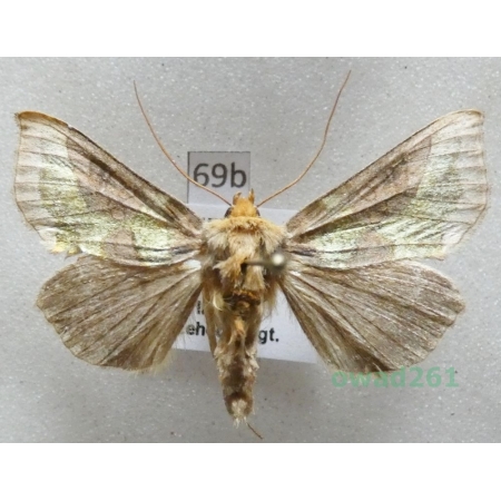 Diachrysia chrysitis (Linnaeus, 1758) Czech69b